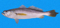 Macrodon mordax, Dogteeth weakfish: fisheries