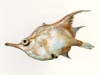 Notopogon fernandezianus, Orange bellowsfish:
