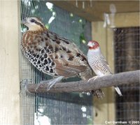 mountain bamboo partridge, Bambusicola fytchii with red-headed finch