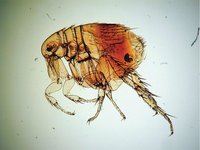 Xenopsylla cheopis - Oriental Rat Flea