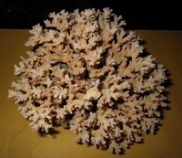 Acropora