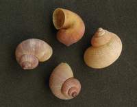Pomatias rivularis