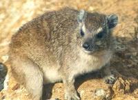 Image of: Procavia capensis (rock hyrax)