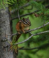 Image of: Tamias minimus (least chipmunk)