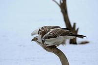 Buteo buteo - Buzzard