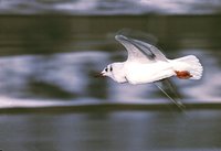 Larus ridibundus - Common Black-headed Gull