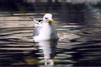 Rissa tridactyla - Black-legged Kittiwake