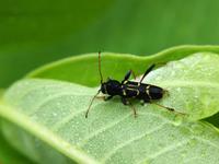 Image of: Clytus ruricola