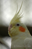 Nymphicus hollandicus - Cockatiel