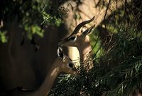 Litocranius walleri - Gerenuk