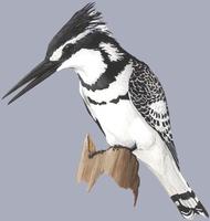 Image of: Ceryle rudis (pied kingfisher)