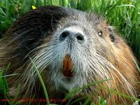 Myocastor coypus - Nutria