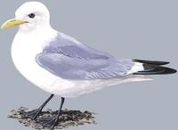 Image of: Rissa tridactyla (black-legged kittiwake)