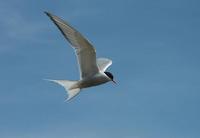 Image of: Sterna paradisaea (Arctic tern)