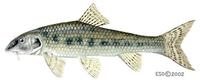 Image of: Gobio gobio (gudgeon)