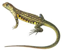 Image of: Leiolepis belliana