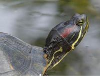 Image of: Trachemys scripta (common slider)