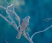 Variable Goshawk - Accipiter hiogaster