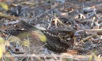 Madagascar Nightjar (Caprimulgus madagascariensis) photo