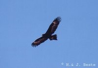 Wedge-tailed Eagle - Aquila audax