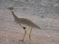 White-quilled Bustard - Eupodotis afraoides