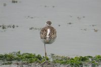 Marsh Sandpiper - Tringa stagnatilis