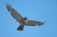 Red-tailed Hawk (Buteo jamaicensis) photo