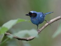 Masked Flower-Piercer (Diglossa cyanea) photo