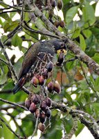 Bronze-winged Parrot - Pionus chalcopterus