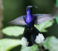 Violet Sabrewing - Campylopterus hemileucurus