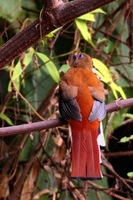 Red-headed Trogon - Harpactes erythrocephalus