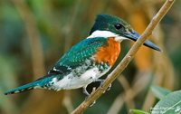 Green Kingfisher - Chloroceryle americana