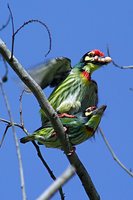 Coppersmith Barbet - Megalaima haemacephala