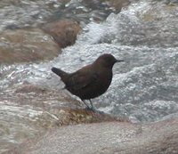 Brown Dipper - Cinclus pallasii