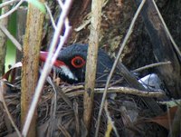 Red-legged Thrush - Turdus plumbeus