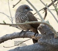 Arrow-marked Babbler - Turdoides jardineii