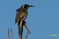 New Holland Honeyeater - Phylidonyris novaehollandiae