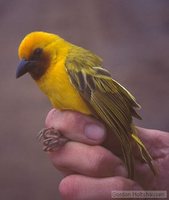 Southern Brown-throated Weaver - Ploceus xanthopterus