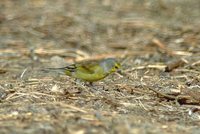 Citril Finch - Serinus citrinella