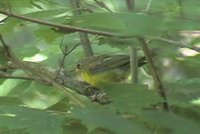 Kentucky Warbler - Oporornis formosus