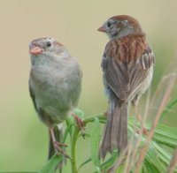 Field Sparrow - Spizella pusilla