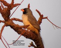 Black-throated Saltator - Saltator atricollis