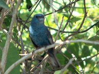 Glaucous-blue Grosbeak - Cyanoloxia glaucocaerulea