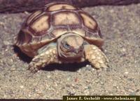 African Spurred Tortoise, Geochelone sulcata