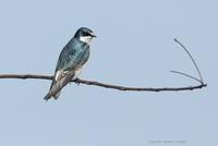 *NEW* White-rumped Swallow