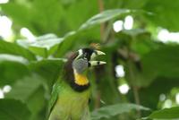 Fire Tufted Barbet