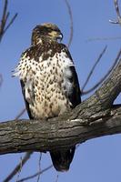 ...Bald Eagle ( Haliaeetus leucocephalus ) , Immature , Squaw Creek National Wildlife Refuge , Moun
