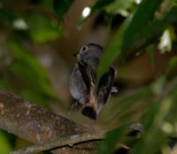 Asian Brown Flycatcher 6