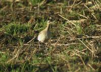 Little Curlew (Numenius minutus)