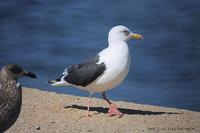 큰재갈매기 (Slaty-Backed Gull) Larus schistisagus